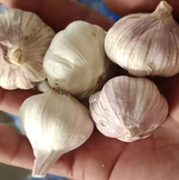 コンゴ民主共和国への通常の白いニンニク超標準的な小さなハイブリッドニンニク